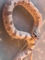 heterodon nasicus lavender conda pos albino, Slang