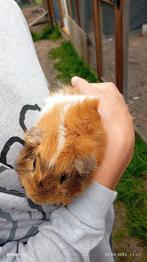 Twee beertjes, Dieren en Toebehoren, Cavia, Juni, Mannelijk, Tam