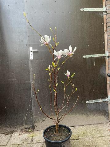 Prachtige Magnolia Soulangiana