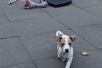 2 zeer mooie Jack Russell pups teefjes, Dieren en Toebehoren, Honden | Jack Russells en Terriërs, Jack Russell Terriër, CDV (hondenziekte)