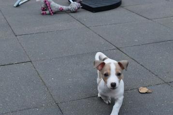 2 zeer mooie Jack Russell pups teefjes beschikbaar voor biedingen