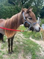 Appaloosa hengst, 0 tot 2 jaar, Hengst, A pony (tot 1.17m), Onbeleerd
