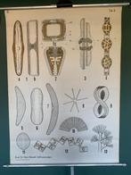 1960 biologie schoolplaat van de zoetwater algen, Rechthoekig Staand, Deurposter of groter, Ophalen of Verzenden, Zo goed als nieuw