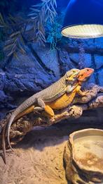 Baardagamen met terrarium, Dieren en Toebehoren, Reptielen en Amfibieën, Overige soorten, Met terrarium, 0 tot 2 jaar