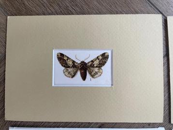 SET 1 - 1 t/m 6 decoratief - vlinders oud druk 1910 (kirby) beschikbaar voor biedingen