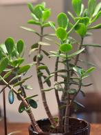 Geldboom ofwel Crassula ( gezonde verplant ), Huis en Inrichting, Kamerplanten, Vetplant, Ophalen of Verzenden, In pot, Minder dan 100 cm