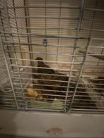 Kwartels, Dieren en Toebehoren, Meerdere dieren, Zangkanarie