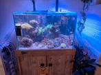 Zeeaquarium  te koop compleet, Dieren en Toebehoren, Vissen | Aquaria en Toebehoren, Ophalen, Zo goed als nieuw, Gevuld zeewateraquarium