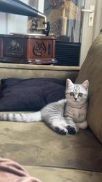 Britse korthaar super speels katertje met spullen €500,-, Kater