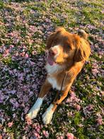 Nova Scotia Duck Toller Teefje 1,5 jaar., Parvo, 1 tot 2 jaar, Teef, Eén hond