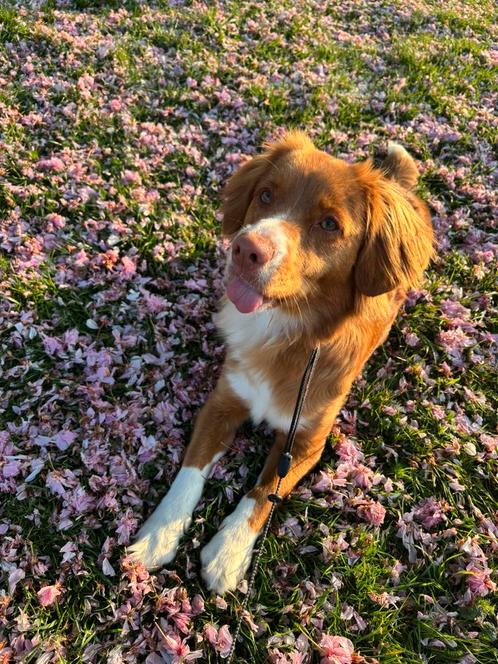 Nova Scotia Duck Toller Teefje 1,5 jaar., Dieren en Toebehoren, Honden | Retrievers, Spaniëls en Waterhonden, Teef, Particulier
