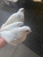 Koppel hoogvliegers, Meerdere dieren, Overige soorten