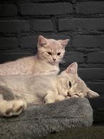 2x orginele Britse kortharen KITTENS/KATERS, Kater, Kortharig, 0 tot 2 jaar