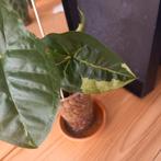 syngonium panda gewortelde stek nr 45, Huis en Inrichting, Kamerplanten, Ophalen of Verzenden, Halfschaduw, Minder dan 100 cm