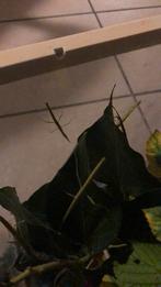 Wandelende takken, Wandelende tak