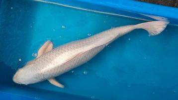 Platinum Ogon 72cm Choguro, witte koi beschikbaar voor biedingen