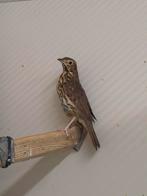 Zanglijsters, Dieren en Toebehoren, Vogels | Overige Vogels, Geslacht onbekend, Wildzangvogel, Geringd