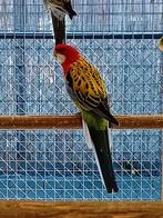 Te koop een mooie goudmantel rossella man, Dieren en Toebehoren, Mannelijk, Geringd