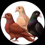 Zwarte postduiven te koop, Meerdere dieren, Postduif