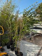 Lagerstroemia boompjes struiken 150 / 200 m vol in knop roze, Ophalen, Overige soorten, Struik, 100 tot 250 cm