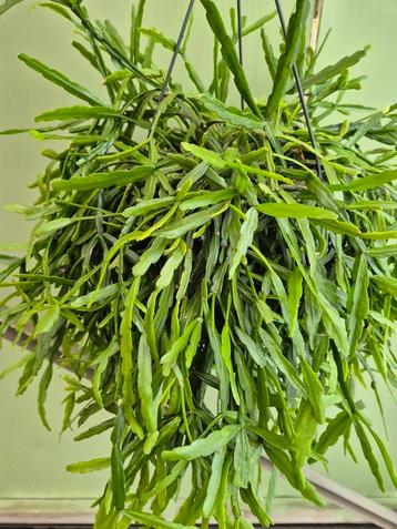 Rhipsalis Micrantha XXL p25 beschikbaar voor biedingen