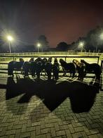🦄🩷Prachtige stamboek merries in grote keus🩷‼️, Dieren en Toebehoren, Pony's, Merrie, Gechipt, Niet van toepassing, A pony (tot 1.17m)