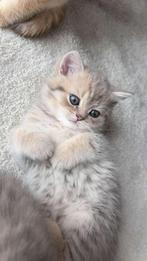 Britse korthaar kitten golden schaded, Kater