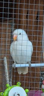 Jonge spierwitte fischerie dwergpapegaai agapornis, Dieren en Toebehoren, Mannelijk, Dwerg