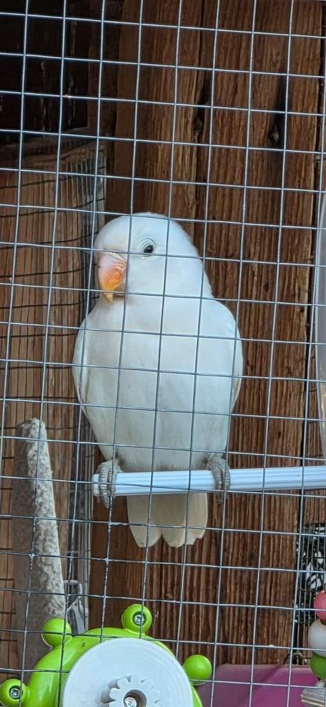 Jonge spierwitte fischerie dwergpapegaai agapornis, Dieren en Toebehoren, Konijnen, Dwerg, Mannelijk