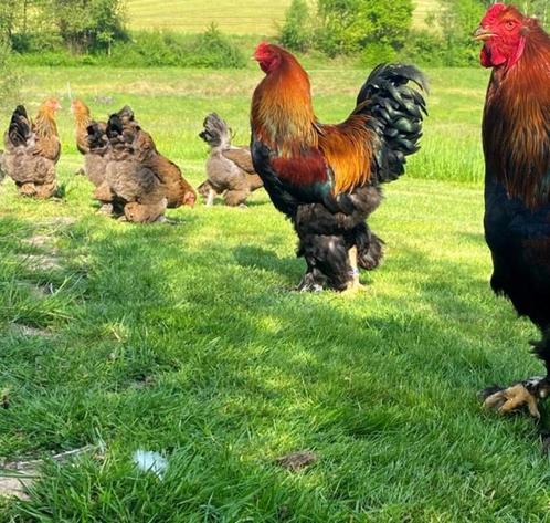 BRAHMA broedeieren groot ras patrijskleurig geband 3€, Dieren en Toebehoren, Pluimvee | Toebehoren, Nieuw, Overige typen, Verzenden