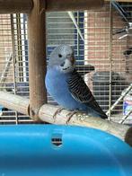 Jonge Grasparkieten, Dieren en Toebehoren, Vogels | Parkieten en Papegaaien, Meerdere dieren, Parkiet, Tam