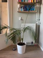 Kentia Palm incl witte pot diameter 29 - Mooie kamerplant!, Vaste plant, Bloeit niet, Halfschaduw, Ophalen