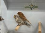 Kleine barmsijs - Acanthis cabaret, Dieren en Toebehoren, Meerdere dieren, Wildzangvogel, Geringd
