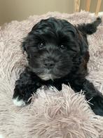 Boompoo pup, Dieren en Toebehoren, Rabiës (hondsdolheid), 8 tot 15 weken, Eén hond, Nederland