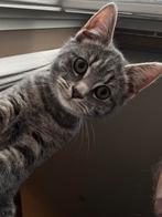 Vriendje gezocht, Dieren en Toebehoren, Kater