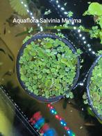 Aquarium plant Salvinia Minima, Dieren en Toebehoren, Vissen | Aquaria en Toebehoren, Ophalen, Nieuw, Plant(en), Steen of Hout