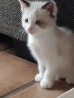 Ragdoll katertje, Dieren en Toebehoren, Katten en Kittens | Raskatten | Korthaar, Kater