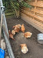 Kippen met hok te koop, Dieren en Toebehoren, Vrouwelijk, Kip