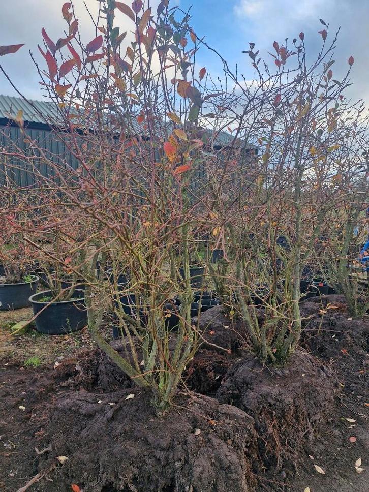 Mooie Blauwe bessen struiken, Tuin en Terras, Planten | Fruitbomen, Overige soorten, 100 tot 250 cm, Volle zon, Zomer, In pot