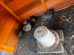 Japanse kwartels, Dieren en Toebehoren, Pluimvee, Meerdere dieren, Overige soorten