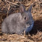 Kleurdwerg baby rammetje, Dieren en Toebehoren, Mannelijk, Dwerg, 0 tot 2 jaar