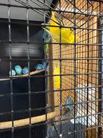 Catharina parkieten te koop, Meerdere dieren, Parkiet