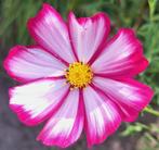Cosmos zaden, Cosmea bippinatus, Ophalen of Verzenden, Volle zon