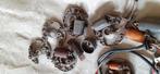 Oude brommer onstekings  parts, Fietsen en Brommers, Ophalen, Gebruikt, Overige modellen