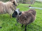 Ouessant rammen, Dieren en Toebehoren, Mannelijk, Schaap