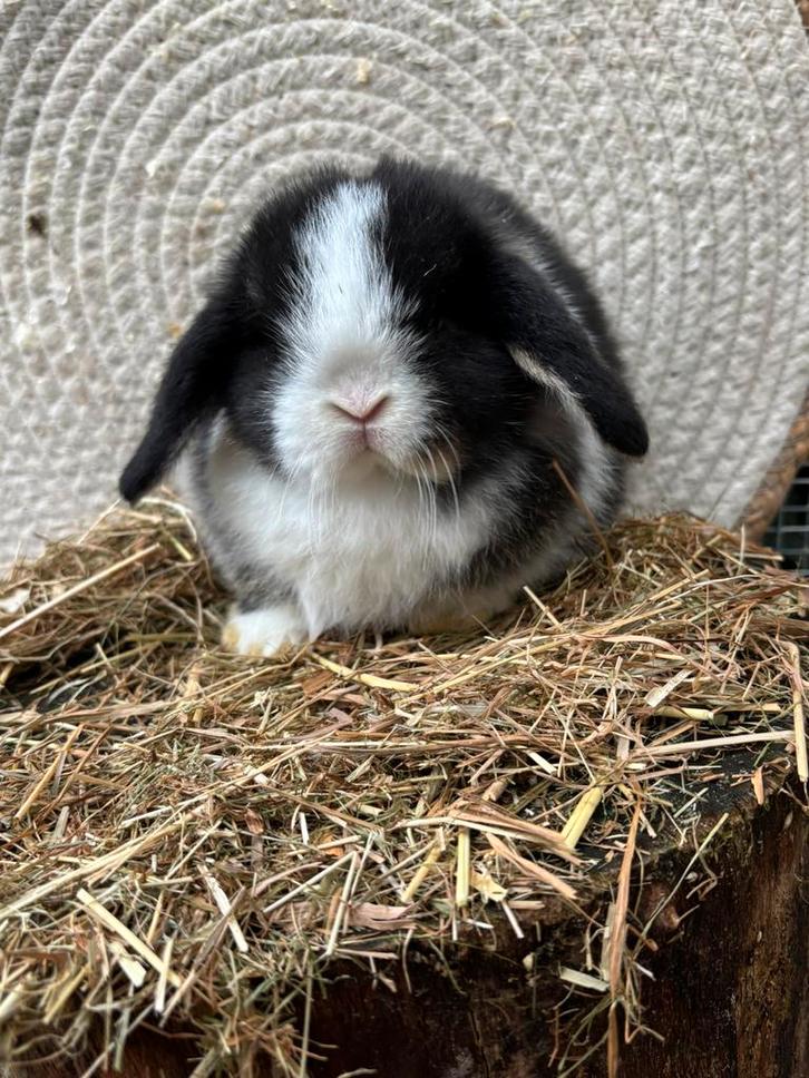 Raszuivere minilop ram, Dieren en Toebehoren, Konijnen, Dwerg, Mannelijk, 0 tot 2 jaar