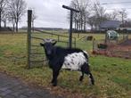 Zwart bonte bok, Dieren en Toebehoren, Mannelijk, Geit