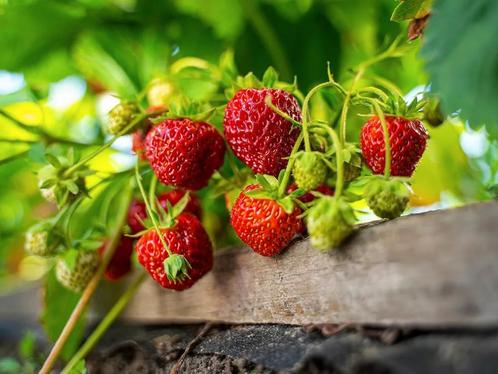 Aardbeiplanten, aardbei planten, aardbeienplanten, Tuin en Terras, Planten | Tuinplanten, Klimplanten, Volle zon, Ophalen of Verzenden