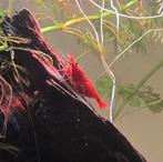 Vuurgarnaal red cherry, Dieren en Toebehoren, Vissen | Aquariumvissen, Kreeft, Krab of Garnaal, Zoetwatervis