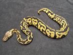 Leopard Pastel DH Clown / Desert Ghost, Dieren en Toebehoren, Reptielen en Amfibieën, Slang, 0 tot 2 jaar